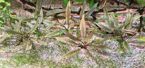 cryptocoryne variété cuivre